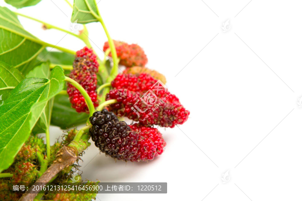 在白色背景上分離的桑葉