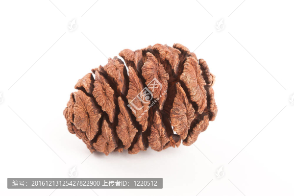 白色背景上的紅杉球果