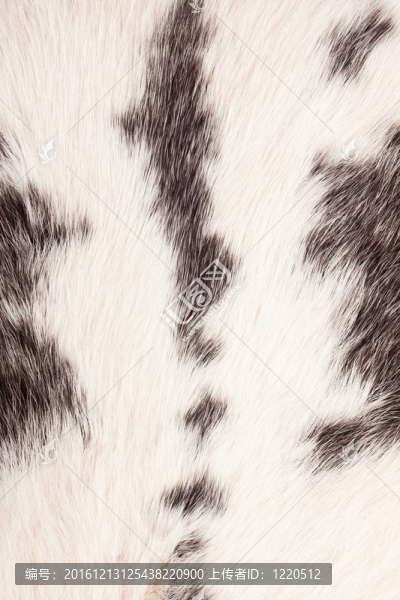 兔毛細(xì)節(jié)