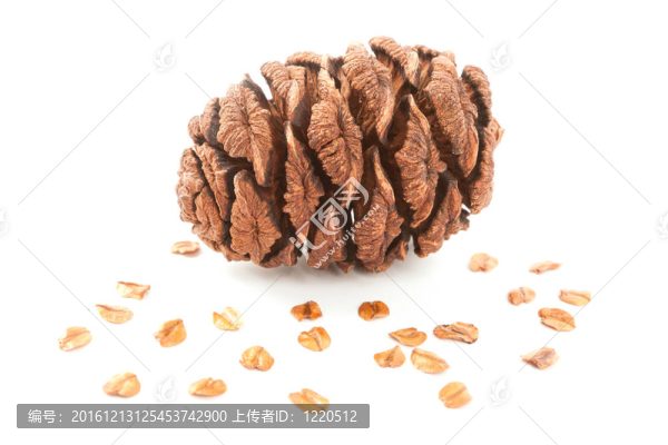 白色背景上的紅杉球果