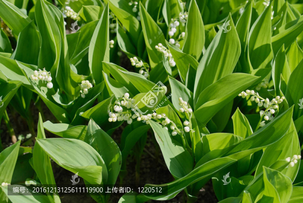 百合花盛開的可能