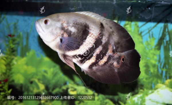 星麗魚慈鯛水族