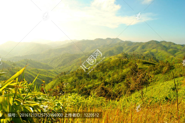 山