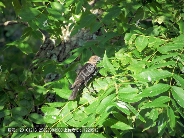 鳥叫Cowbird