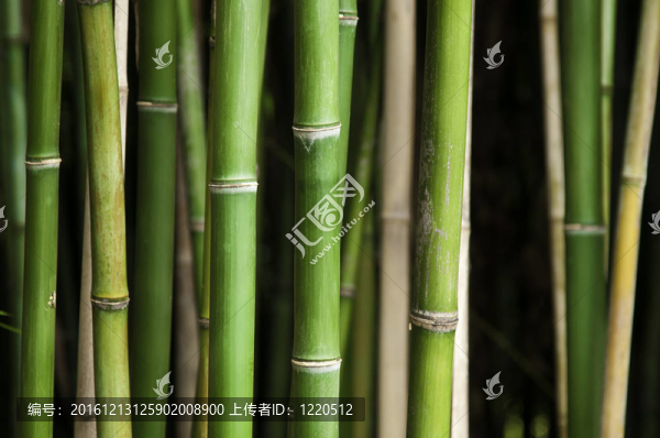 綠色的竹林