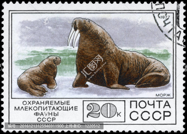 USSR大約1977的海象