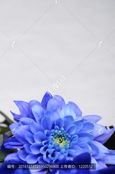 背景或紋理的藍(lán)色花