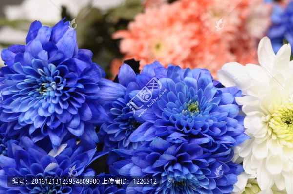 藍；白色和粉紅色的花朵紫苑的背景或紋理