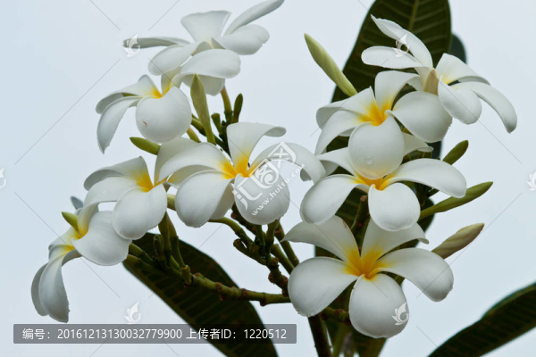 雞蛋花，雞蛋花；