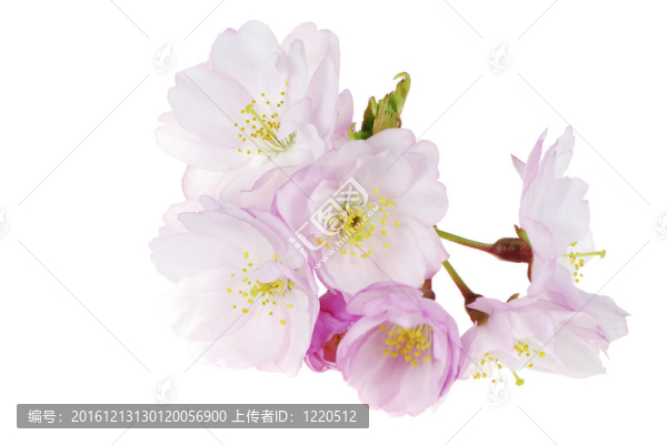 櫻花