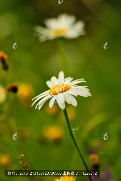 camomiles