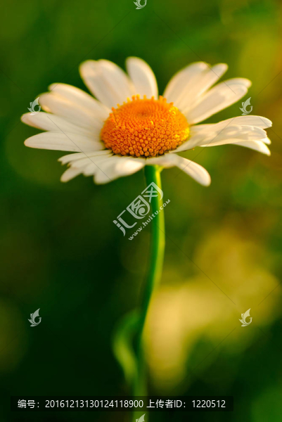 甘菊