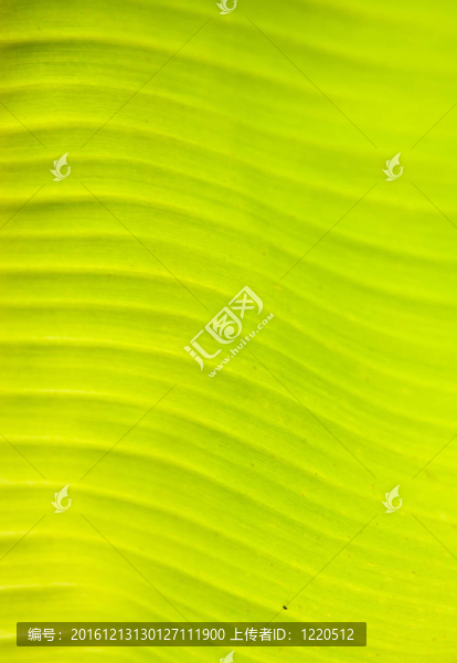 綠色的香蕉葉