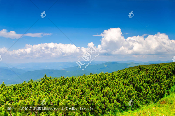 Pine,bush在喀爾巴阡山脈