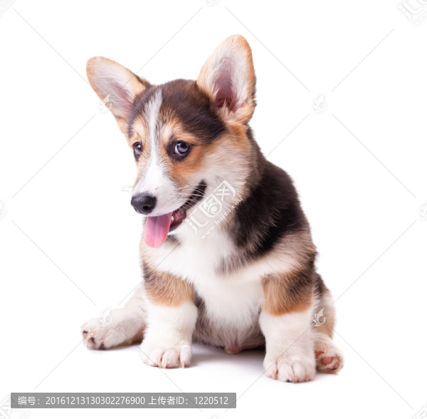 狗威爾士柯基犬；Pembroke