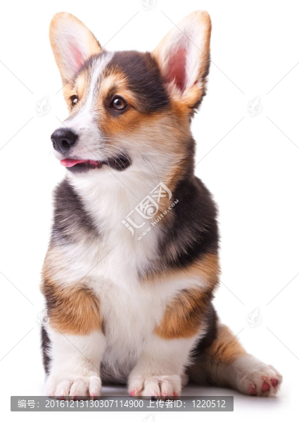 狗威爾士柯基犬；Pembroke