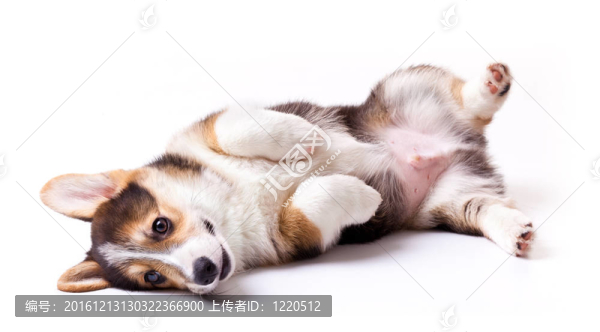 狗威爾士柯基犬；Pembroke