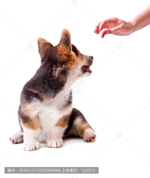 狗威爾士柯基犬；Pembroke