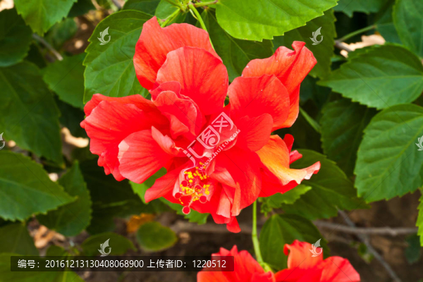 紅色的木槿花
