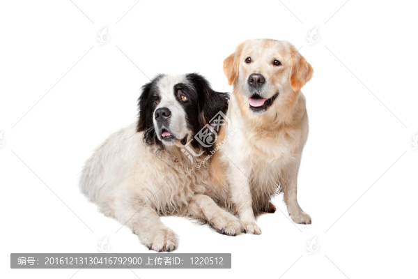 蘭西爾犬和拉布拉多犬