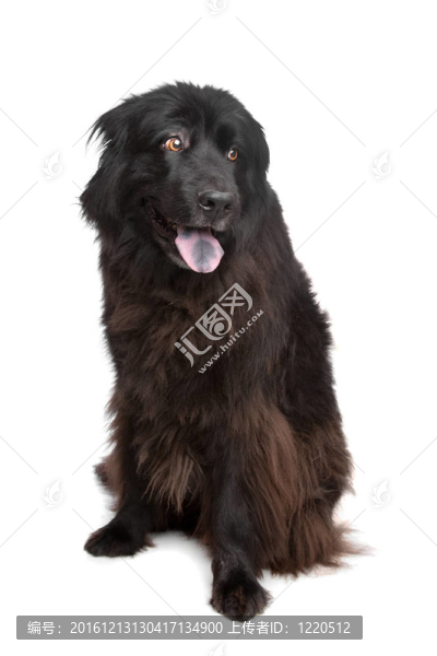 紐芬蘭犬