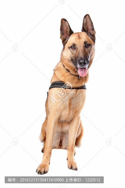 德國牧羊犬