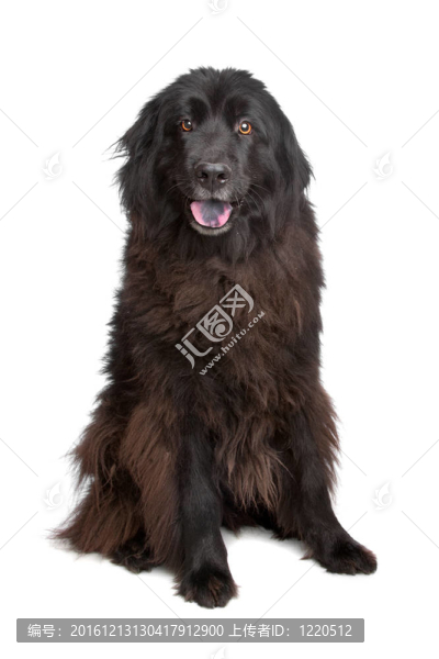 紐芬蘭犬