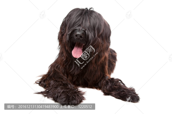 伯瑞犬；Berger,de,Brie；Berger,Briard