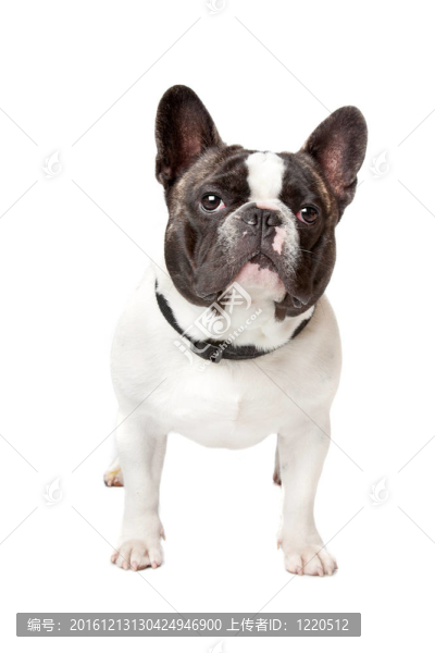 可愛的法國斗牛犬