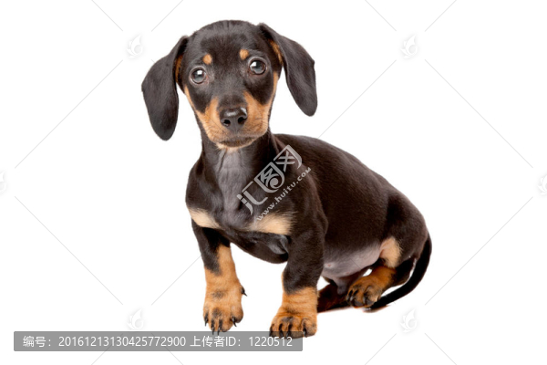 臘腸；泰克爾犬幼犬