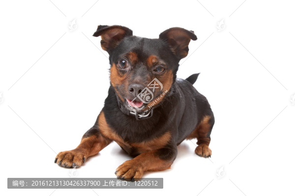 盲雜犬