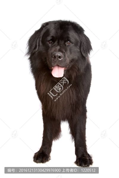 紐芬蘭犬