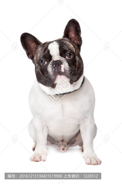 可愛的法國斗牛犬