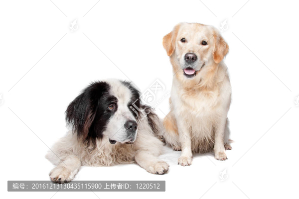 蘭西爾犬和拉布拉多犬