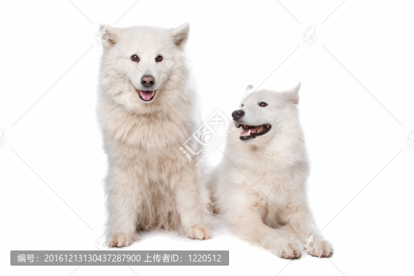 薩摩耶犬（狗）