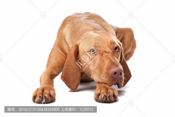 匈牙利維茲拉犬