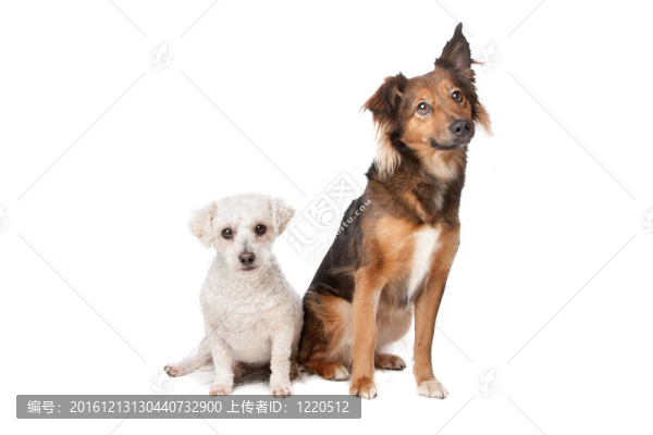兩只混種狗