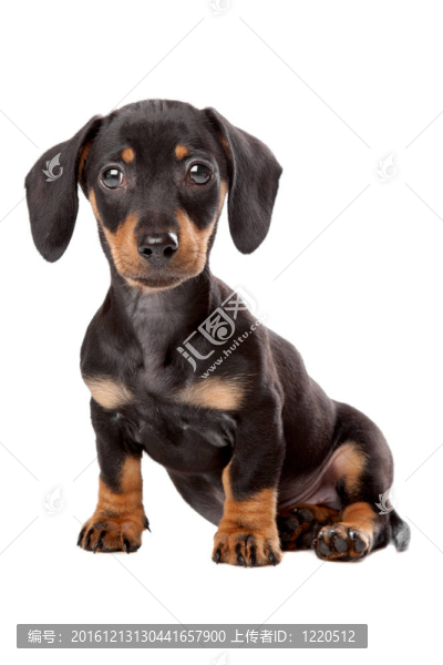 臘腸；泰克爾犬幼犬