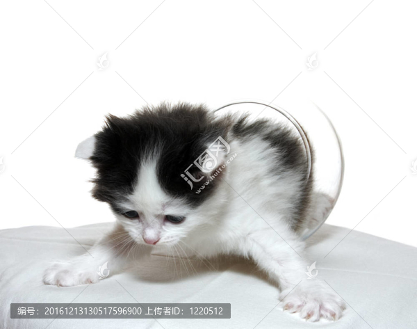 一只小貓準(zhǔn)備從一個白色的背景上跳下來