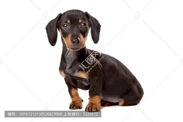 臘腸；泰克爾犬幼犬