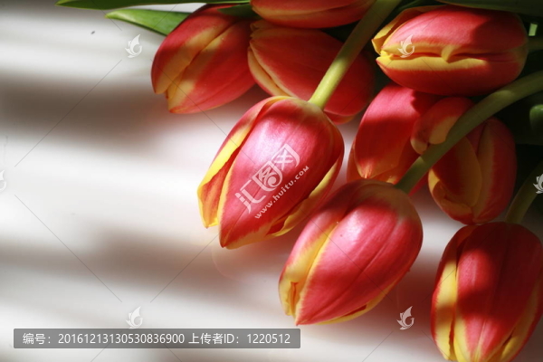 郁金香