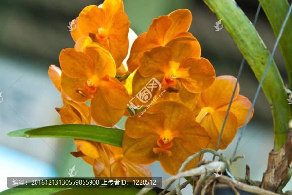 美麗的紫色蘭花