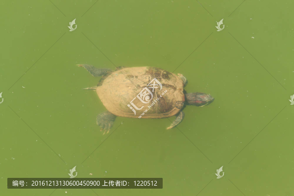 赫爾曼的烏龜