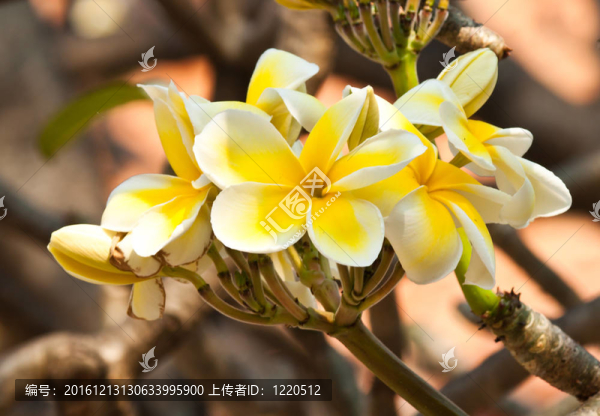 雞蛋花，雞蛋花；