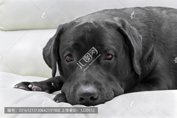 犬黑色拉布拉多特寫