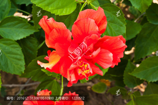 紅色的木槿花