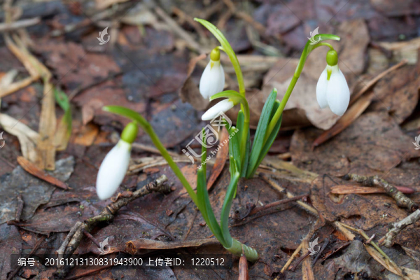 在林白的雪花蓮。春拍。