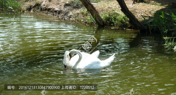 一對白天鵝