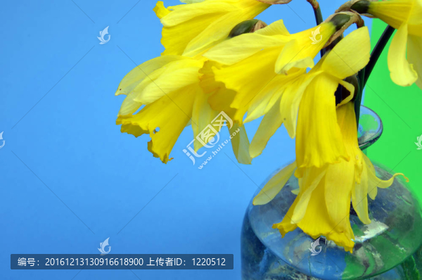 明亮的黃水仙特寫(xiě)