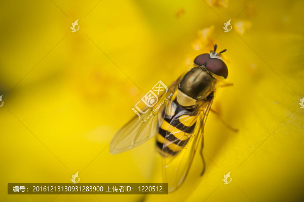 黃蜂在黃色的花朵上休息